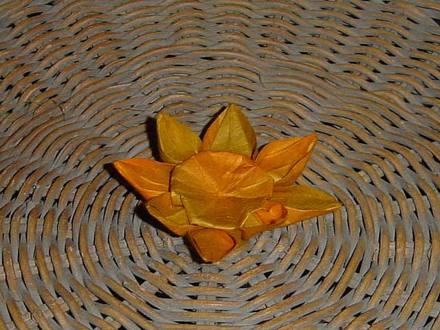 lotus_blossom