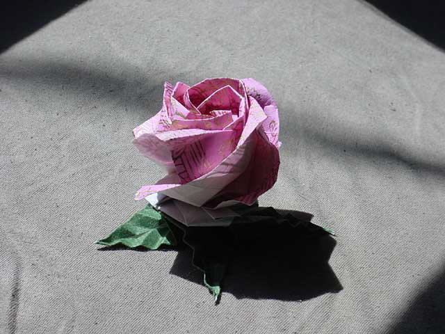 pg_kawasaki_rose_new