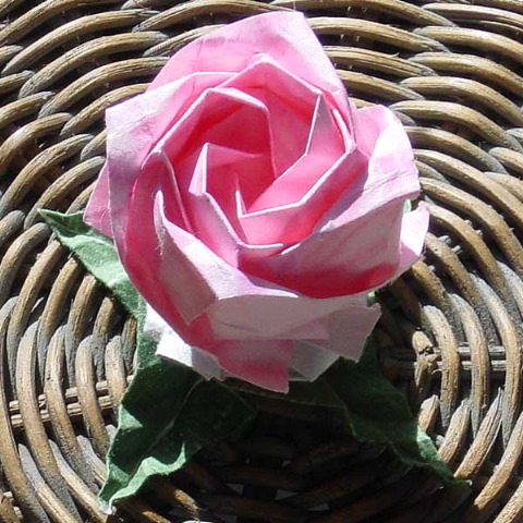 pink_kawasaki_rose_new