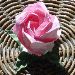 pink_kawasaki_rose_new